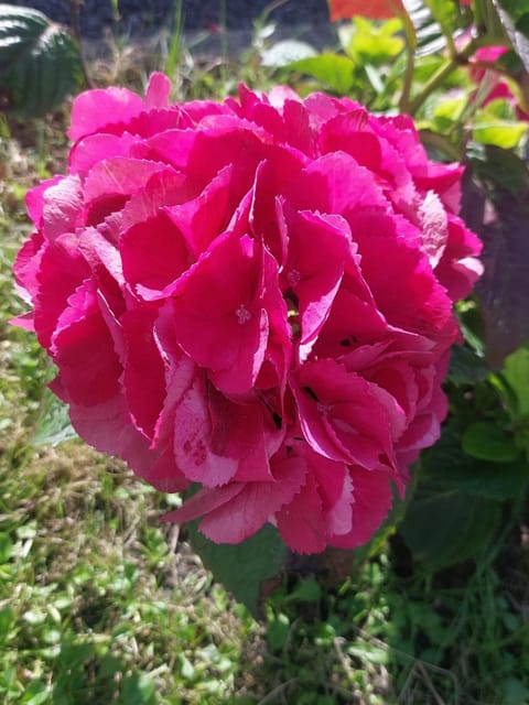 Newtown House in County Limerick