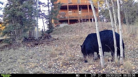How would it feel to live close to the wildlife in a peaceful cozy cabin Cabin in Park County