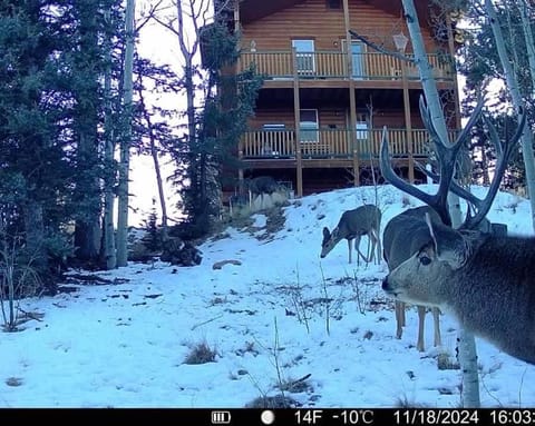 How would it feel to live close to the wildlife in a peaceful cozy cabin Cabin in Park County