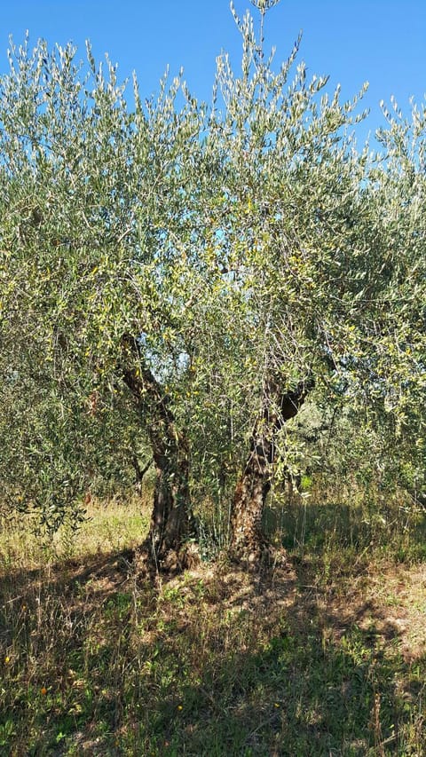 Spring, Day, Natural landscape, Garden, Garden view