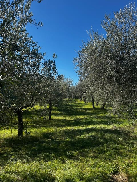 Spring, Day, Natural landscape, Garden, Garden view