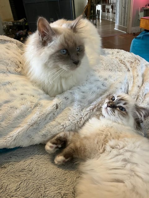 Les Colonnes De Chanteloup Bed and Breakfast in Amboise