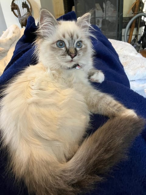 Les Colonnes De Chanteloup Bed and Breakfast in Amboise