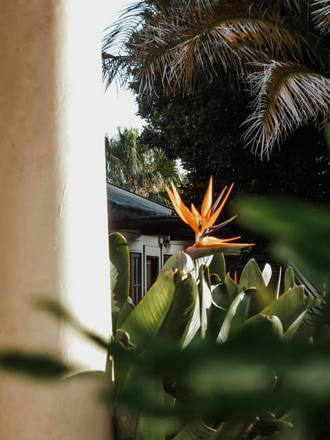 Garden, Garden view