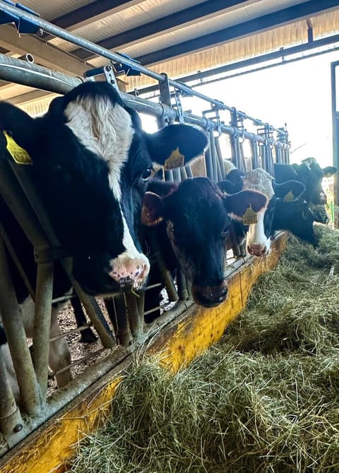 Tente Glamping dans les arbres de la Ferme du Bois de l'halle Campground/
RV Resort in Nidwalden