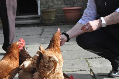 Little Tidebrook Farm Bed and Breakfast in Wealden District