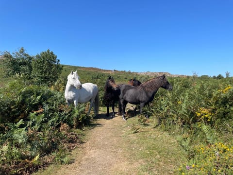 Dartmoor Cottage House in Bovey Tracey