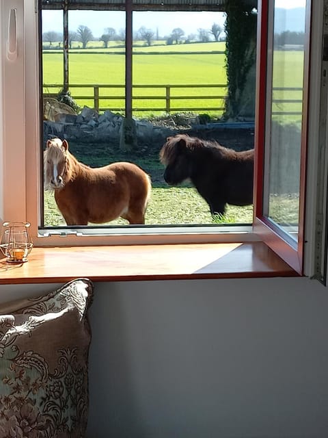 Animals, Pets