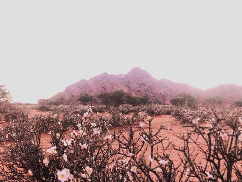 Savanna Guest Farm Farm Stay in Namibia