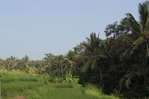 Garden view, Mountain view