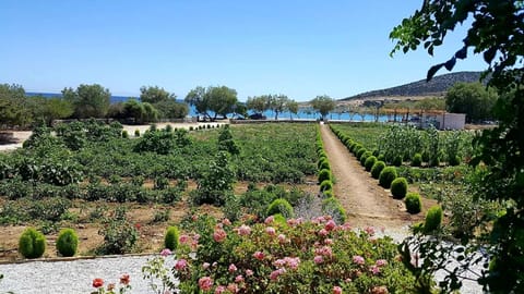 Natural landscape, Garden, View (from property/room)