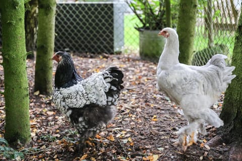 De Rolders Übernachtung mit Frühstück in Overijssel (province)