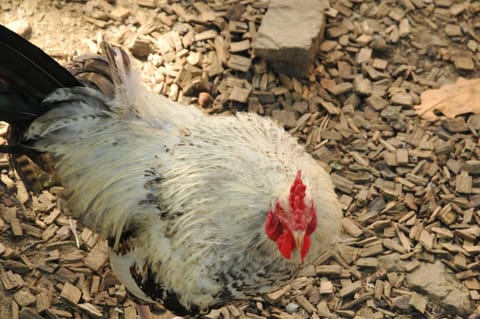La Ribambelle House in Wallonia, Belgium