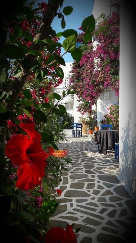 Pelagos Studios Appartement-Hotel in Paros