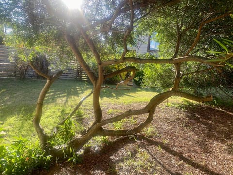 Day, Garden, Garden view