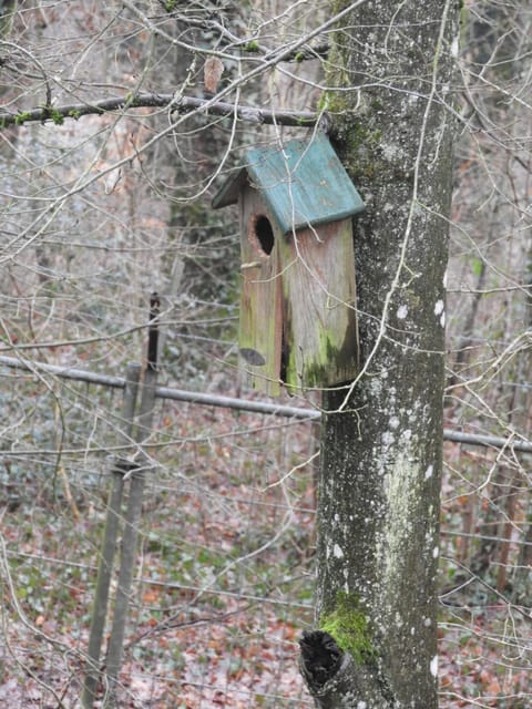 Animals, Garden view