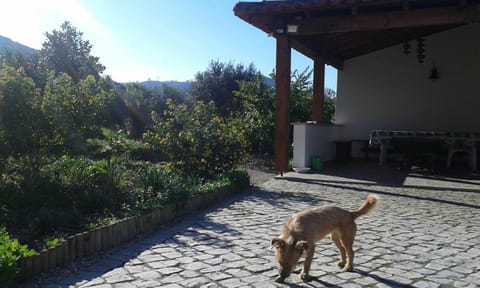 Day, Balcony/Terrace, Pets