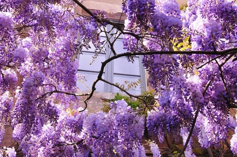 Spring, Day, Garden, Garden view