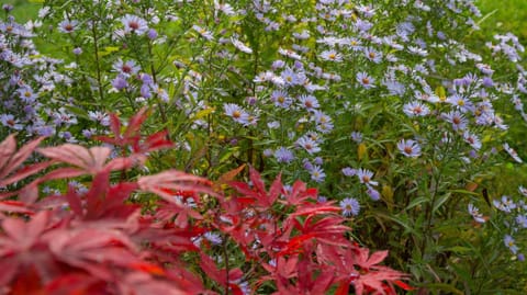 Garden, Garden