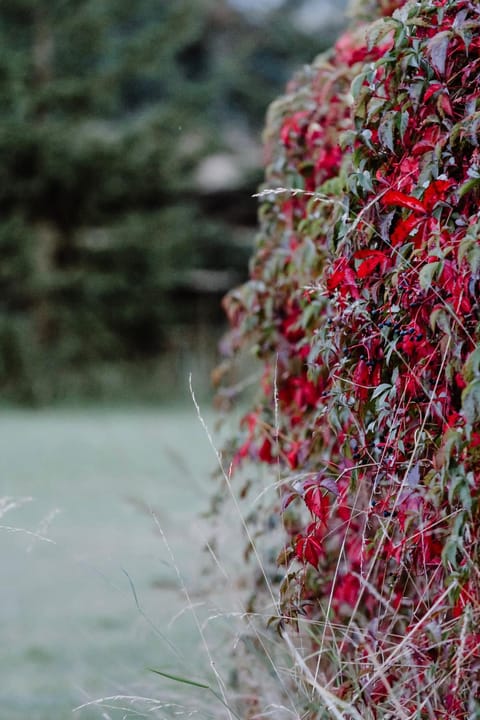 Natural landscape, Garden, Garden view