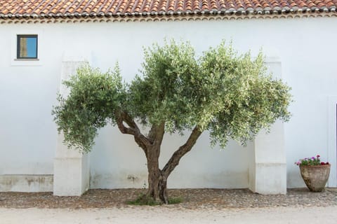 Herdade da Maxuqueira Villa in Santarém District, Portugal