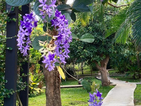 Bang Po Hut Resort in Ko Samui