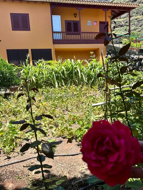 Property building, Garden, Garden view