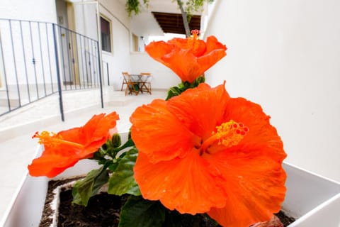 B&B Macchia Mediterranea Bed and Breakfast in Province of Taranto