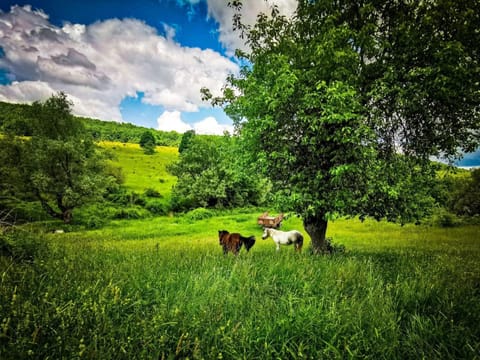 Agrovillage Farm Stay in Timiș County