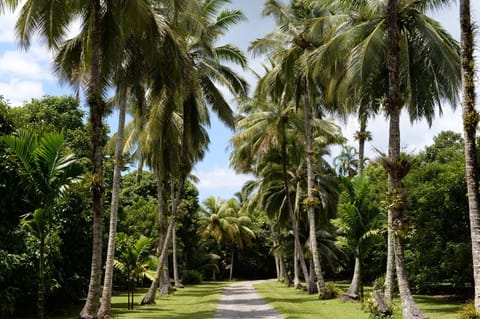 Cape Trib Farm Bed and Breakfast in Cape Tribulation