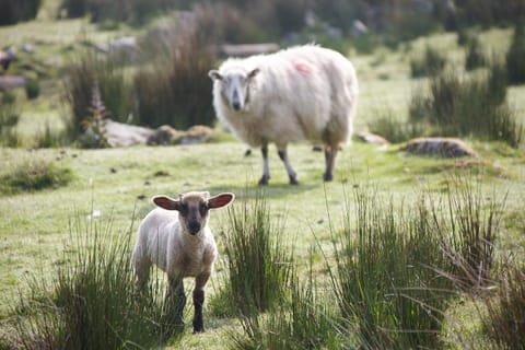 Off site, Natural landscape, Animals