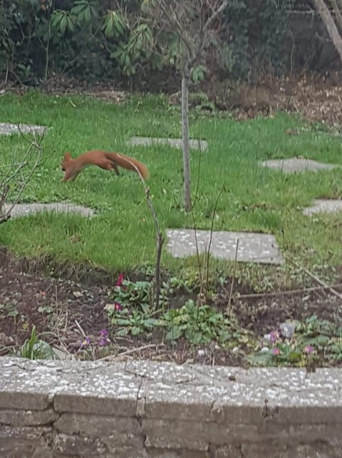 Garden, Animals, Garden view