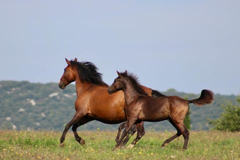 Horse-riding