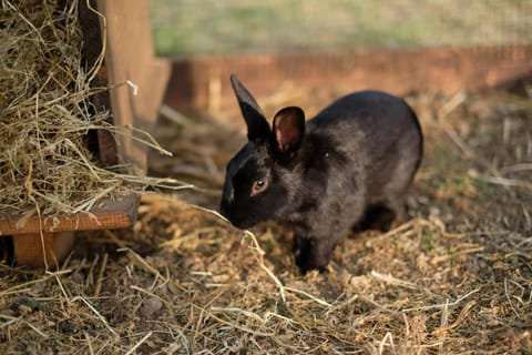 Animals, Pets