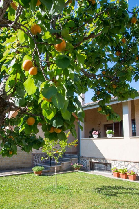 L'Albicocco Alojamiento y desayuno in Ladispoli