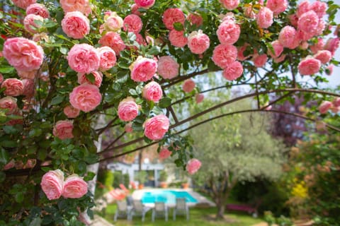 Spring, Day, Garden