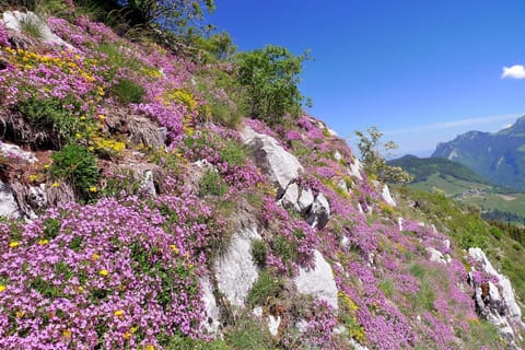 Summer, Hiking, On site, Family