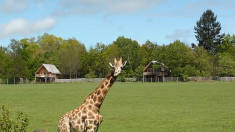 Garden, View (from property/room), Animals