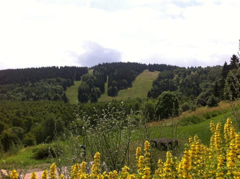 Natural landscape, Summer, Mountain view