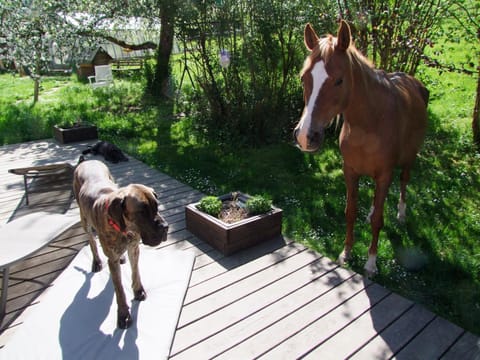 Garden, Balcony/Terrace, Animals