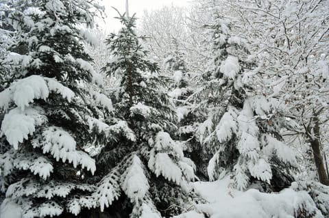 Winter, Decorative detail, Mountain view