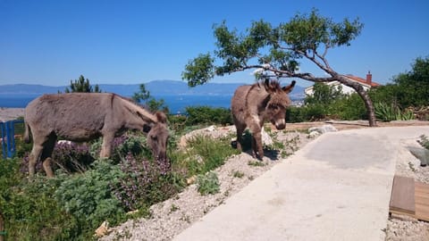 Garden, Pets, Sea view