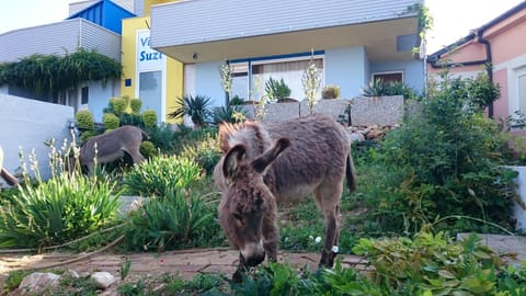 Facade/entrance, Animals