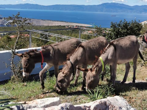 Animals, Sea view