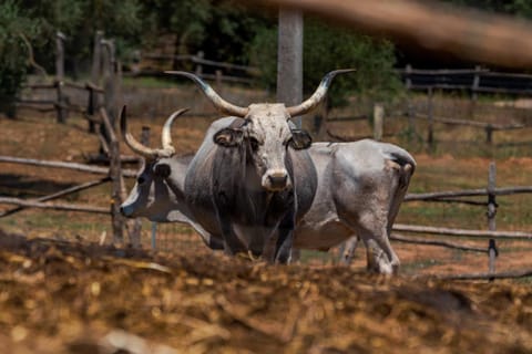 Animals, Garden view