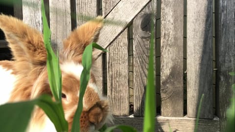 Ferienwohnungen St. Michael Apartment in Trentino-South Tyrol