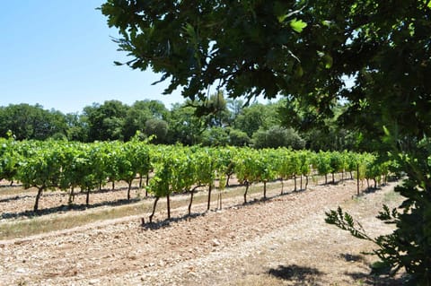 Natural landscape, Summer, On site