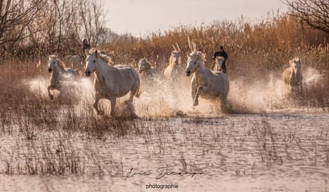 Spring, Off site, Natural landscape, Winter, Summer, Animals, Autumn, On site, Pets, Sunrise, Sunset