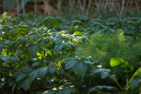 Garden view