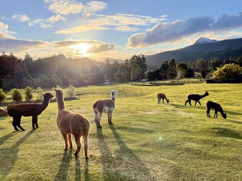 Bird's eye view, View (from property/room), Animals, Mountain view